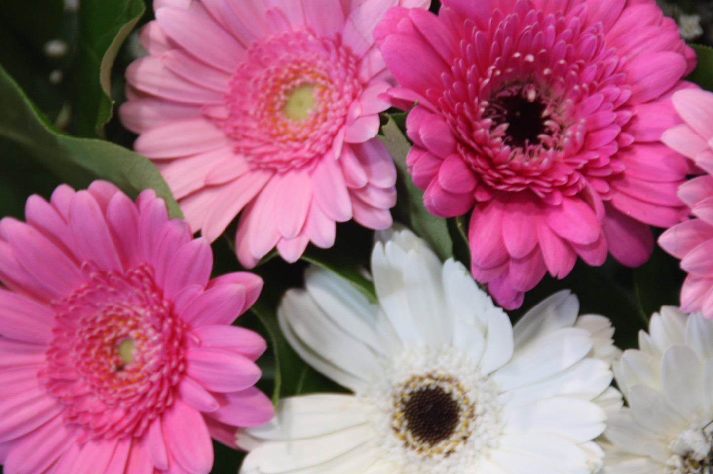 gerbera roze en wit
