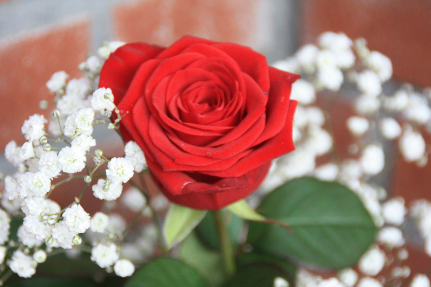 rozen bestellen