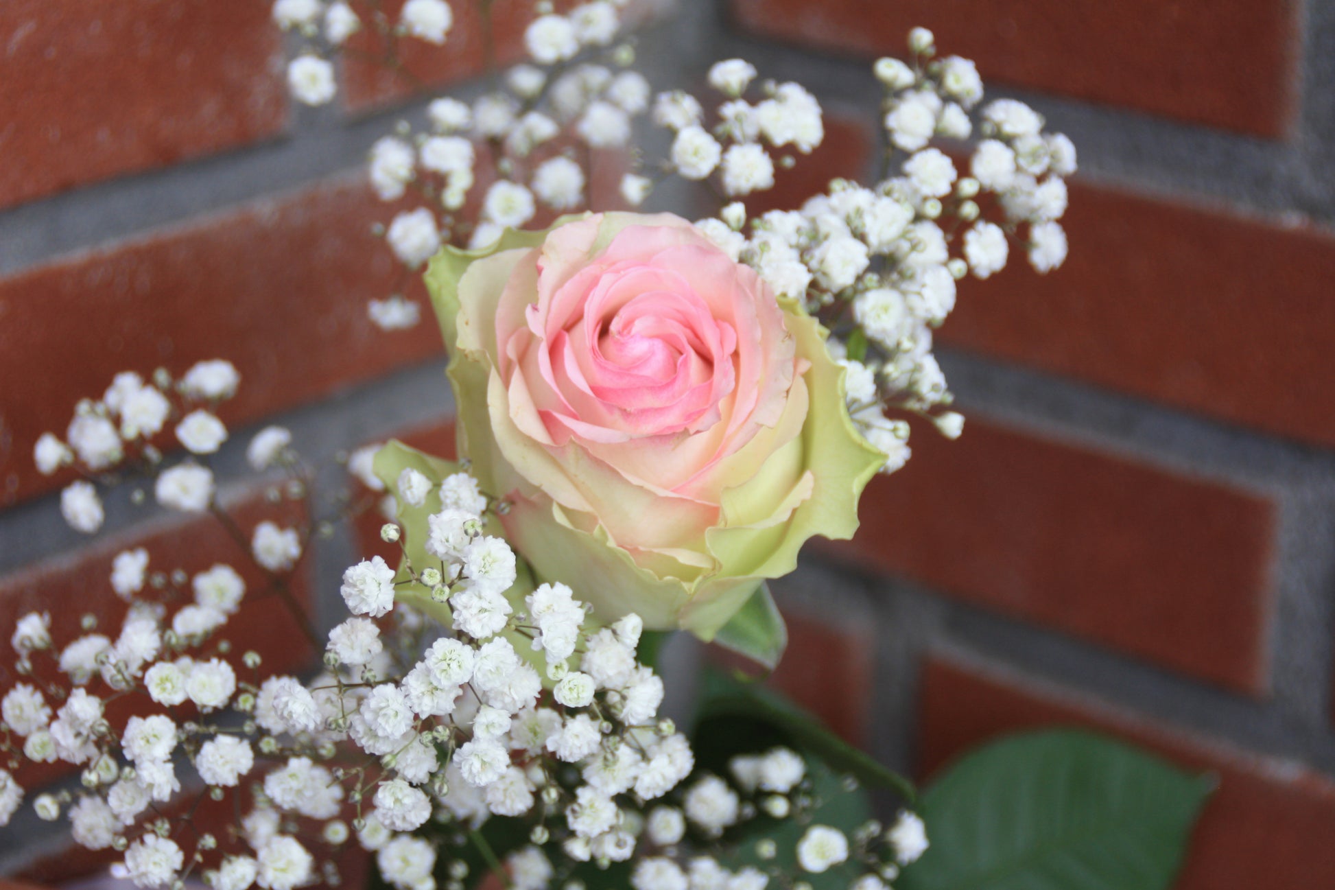 grote roos roze
