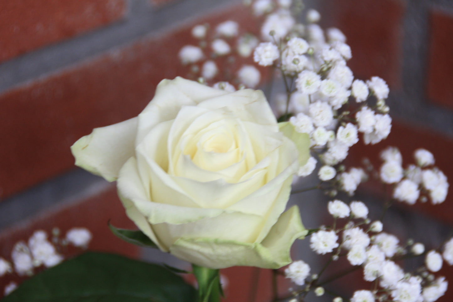 grote witte roos