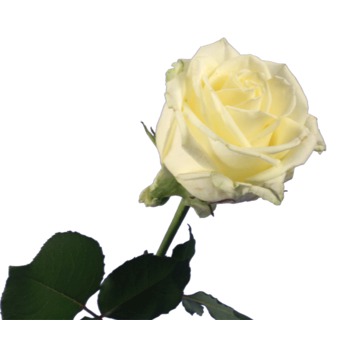 Zeggen concept pion Bij Fleurshop kunt u gemakkelijk online rozen bestellen!